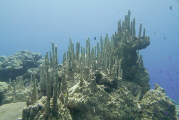 Scuba diving on the reefs of Kosrae, Micronesia（Federated States of Micronesia）