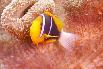 Scuba diving on the reefs of Kosrae, Micronesia（Federated States of Micronesia）