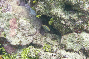 Scuba diving on the reefs of Kosrae, Micronesia（Federated States of Micronesia）