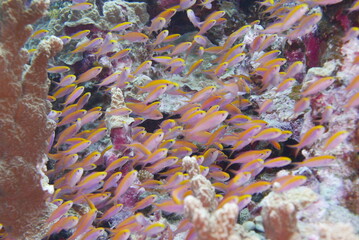 Scuba diving on the reefs of Kosrae, Micronesia（Federated States of Micronesia）
