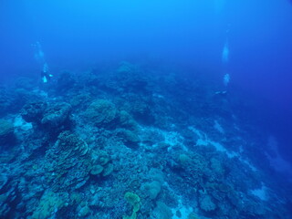 Scuba diving on the reefs of Kosrae, Micronesia（Federated States of Micronesia）