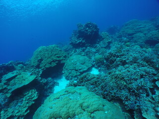 Scuba diving on the reefs of Kosrae, Micronesia（Federated States of Micronesia）