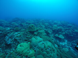 Scuba diving on the reefs of Kosrae, Micronesia（Federated States of Micronesia）