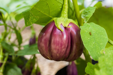Thai purple eggplant