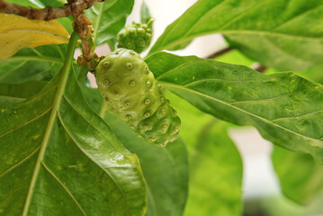 green leaves of Noni