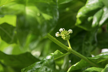 lily of the valley