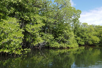 Yela Valley Ka Forest at Kosrae, Federated States of Micronesia.