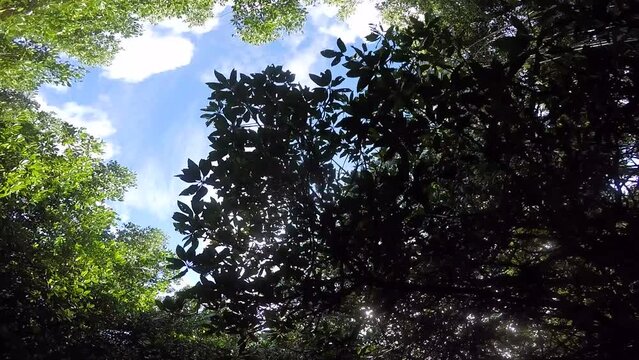 Yela Valley Ka Forest at Kosrae, Federated States of Micronesia.