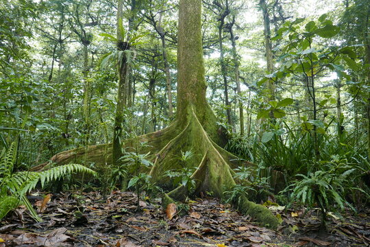 Yela Valley Ka Forest at Kosrae, Federated States of Micronesia.