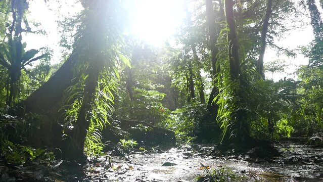 Yela Valley Ka Forest at Kosrae, Federated States of Micronesia.