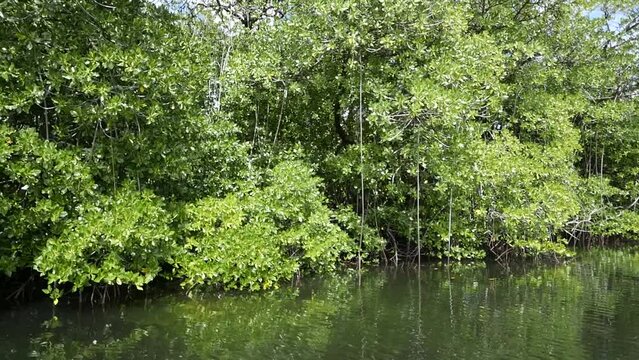Yela Valley Ka Forest at Kosrae, Federated States of Micronesia.