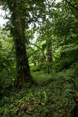 Yela Valley Ka Forest at Kosrae, Federated States of Micronesia.