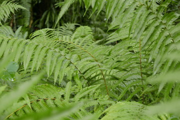 Yela Valley Ka Forest at Kosrae, Federated States of Micronesia.