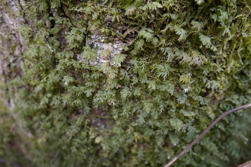 Yela Valley Ka Forest at Kosrae, Federated States of Micronesia.