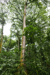 Obraz premium Yela Valley Ka Forest at Kosrae, Federated States of Micronesia.