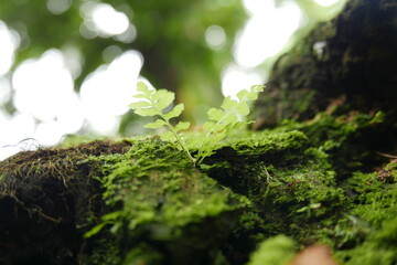 Yela Valley Ka Forest at Kosrae, Federated States of Micronesia.