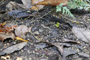 Yela Valley Ka Forest at Kosrae, Federated States of Micronesia.
