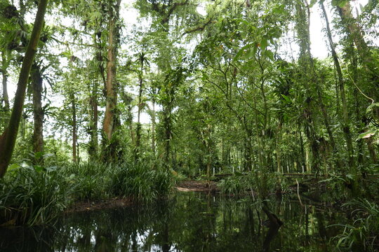 Yela Valley Ka Forest at Kosrae, Federated States of Micronesia.