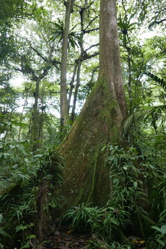 Yela Valley Ka Forest at Kosrae, Federated States of Micronesia.