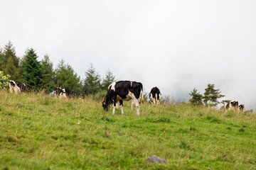 八ヶ岳の牧場で放牧されている牛
