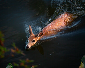 A fawn swims across the Maurice River during low tide.