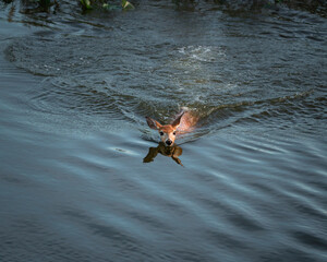 A fawn, looking into the camera, swims across the Maurice River during low tide.