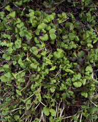 lush carpet of microgreens for food, pea shoots ready to be harvested. green foliage background, isolated