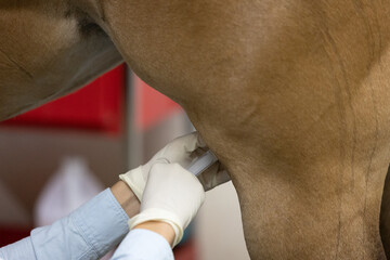 Horse Joint Injection