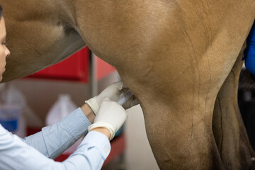 Horse Joint Injection