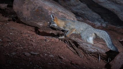 A grey fox trots past a large sandstone boulder in the American southwest desert as it hunts for small prey animals at night.