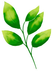 green leaf watercolor