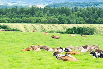 北海道美瑛町の牧場風景、乳牛の放牧