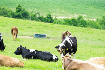 北海道美瑛町の牧場風景、乳牛の放牧