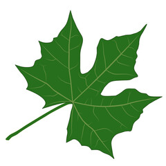 Papaya Leaf