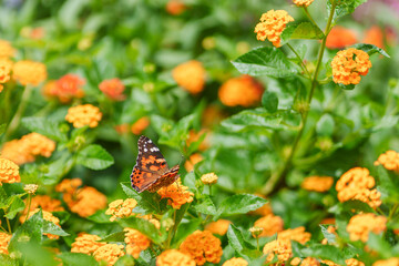 butterfly on a flower