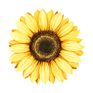 Sunflower watercolor illustration. Hand drawn realistic yellow flower. Sunflower blossom element on white background
