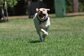 A yellow lab playing in the park