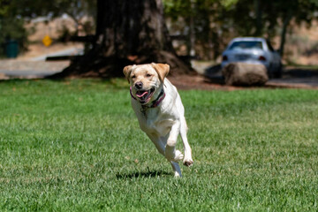 A yellow lab playing in the park