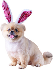 Cute puppies Pomeranian Mixed breed Pekingese dog Wear bunny ears sitting on occasion Happy Easter day