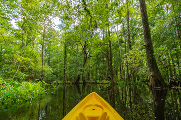 Exploring Shingle Creek on a kayak Eco Tour through a beautiful cypress forest in Kissimmee just...