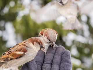 Sparrow eats seeds from a man's hand