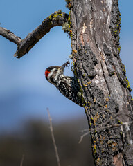 pajaro carpintero chileno macho cazando arañas para alimentarze  en arboles nativos 