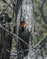 pajaro carpintero chileno macho de copete rojo y plumas castellanas trepando arbol mimetizado
