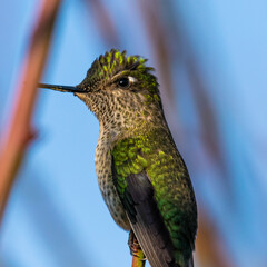 Fototapeta premium colibrí pequeño de colores verdes entre ramas mirando hacia la izquierda 