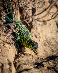 lagartija chilena de colores verdes y amarillos retratada saliendo desde la vegetación