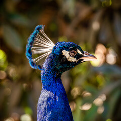 Naklejka premium pavo real macho con colores azules mirando a la derecha con fondo bokeh