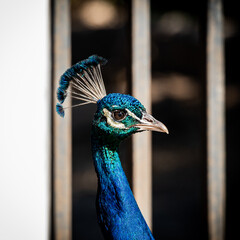 pavo real macho con colores azules mirando a la derecha con rejas detras