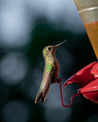 colibri pequeño parado en bebedero de alimentacion mirando a la derecha con fondo oscuro difuminado © sebark300