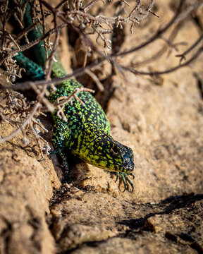 lagartija chilena de colores verdes y amarillos retratada saliendo desde la vegetaci&oacute;n