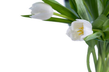 Fototapeta premium Red tulip flower on white background